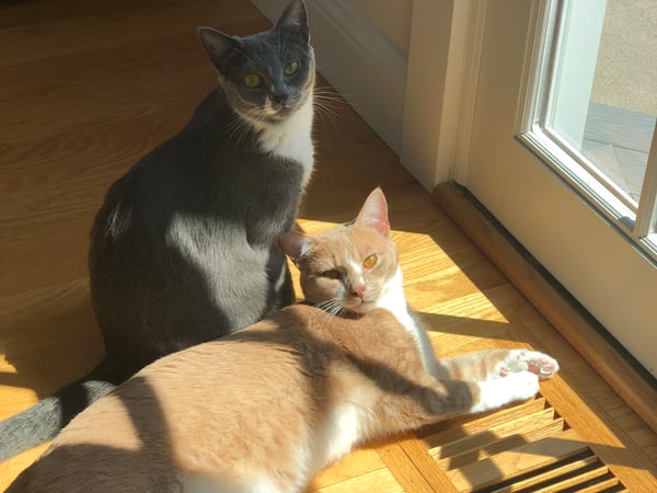 Kirsten Adams photo 7