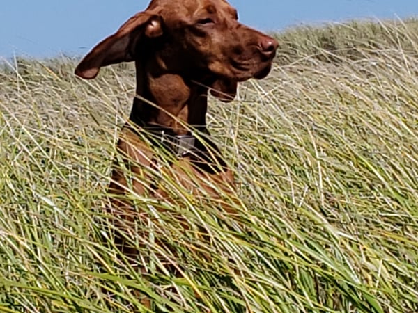 Carol Frattaroli photo 2