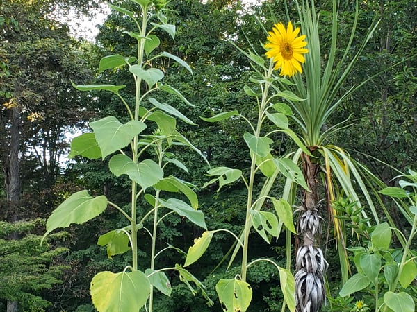 Carol Frattaroli photo 4