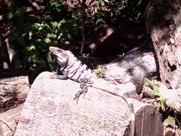 Colette Kabasakalian photo 16