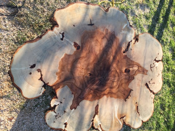 David Mallison photo 6