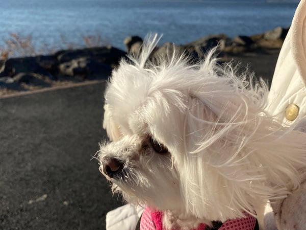 Josef "Joe" Muller photo 31