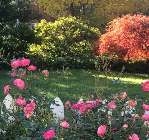 Carolyn Clark photo 3