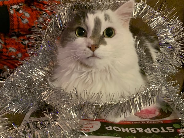 Patti Guarantano photo 10