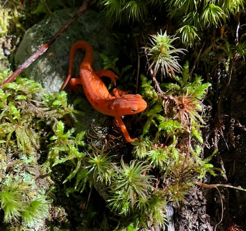 Jennifer Capala photo 4