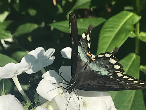 Debbie Balmaseda photo 11