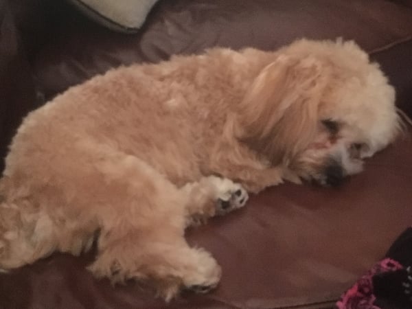 Danielle Benanti Bonner photo 3