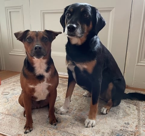 Jennifer Deiulis photo 5