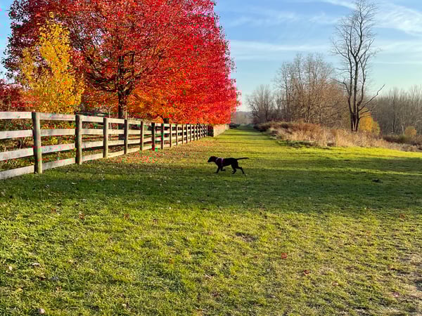 Rebecca Daniele Strozza photo 3