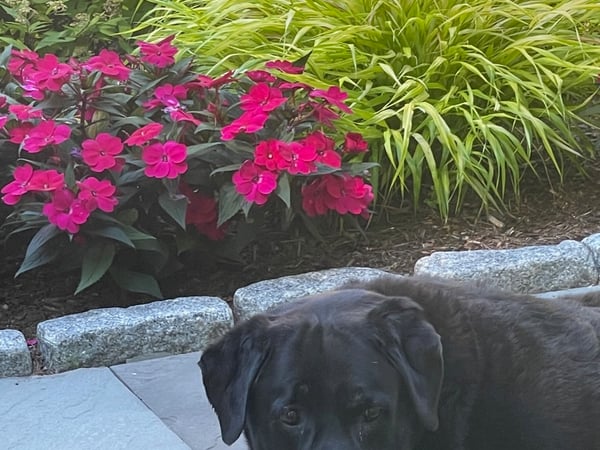 Caren Harrington photo 17