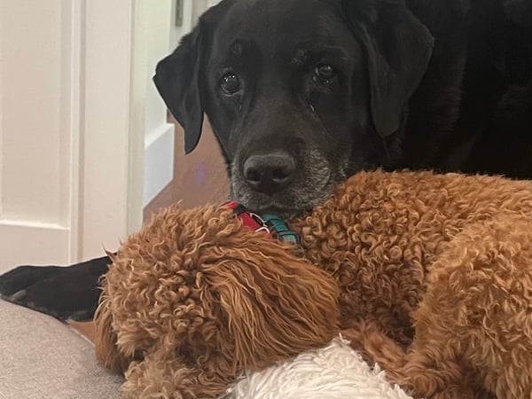 Caren Harrington photo 20