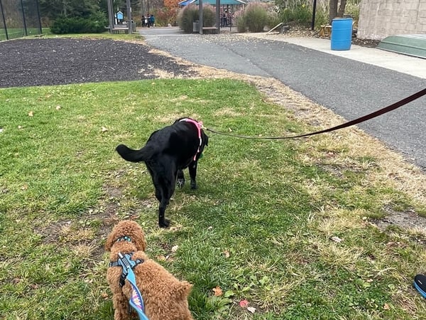 Caren Harrington photo 21