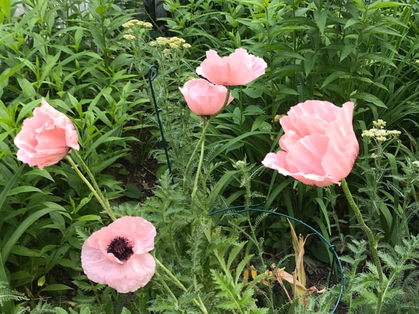 Joanne Kelley photo 10