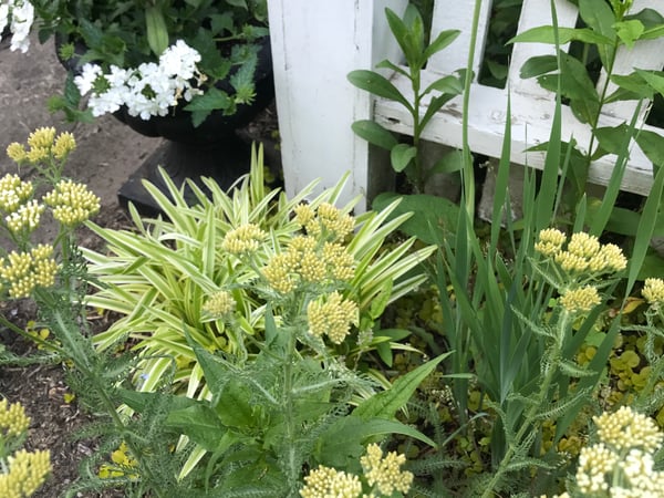 Joanne Kelley photo 9