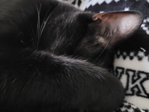 Colette Kabasakalian photo 12