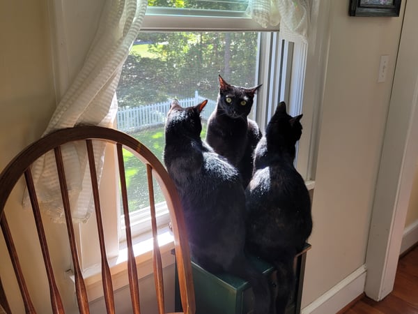 Colette Kabasakalian photo 7