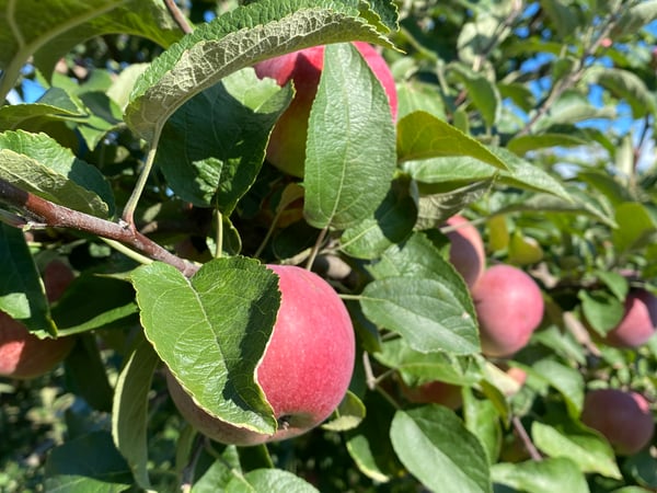 Katie Marcon photo 12