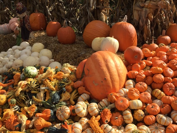 Katie Marcon photo 7