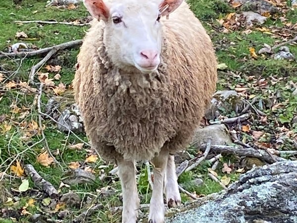 Katie Marcon photo 13