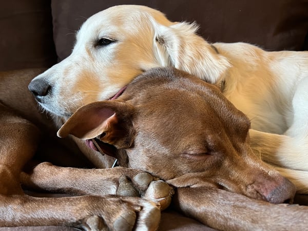 Brandi Villani photo 3