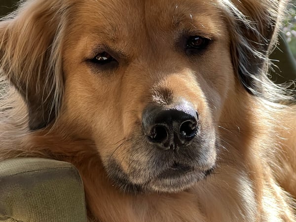 Colette Dornblum photo 6