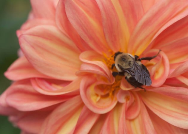 Colette Kabasakalian photo 13