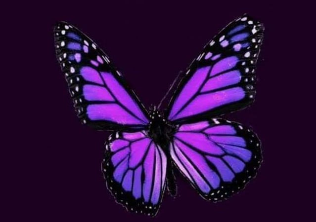 Carol Frattaroli photo 9