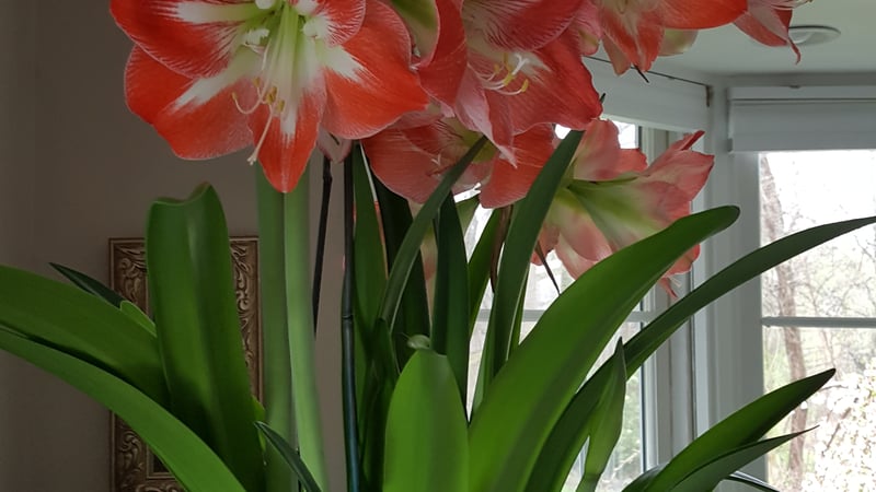 Mary Guertin photo 2