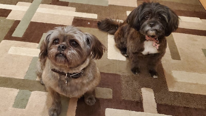 Michael McGuirk photo 9