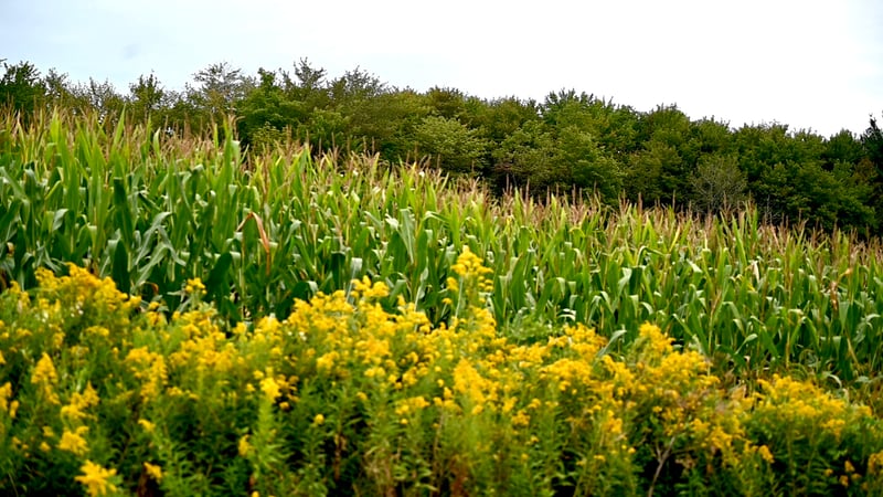 Gladys Montgomery photo 15