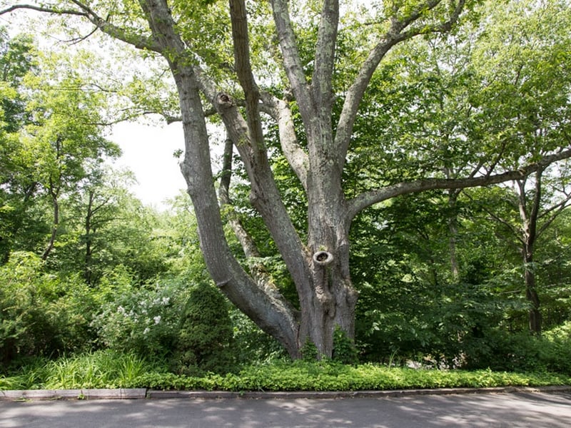 55 Deer Run Road Photo 17