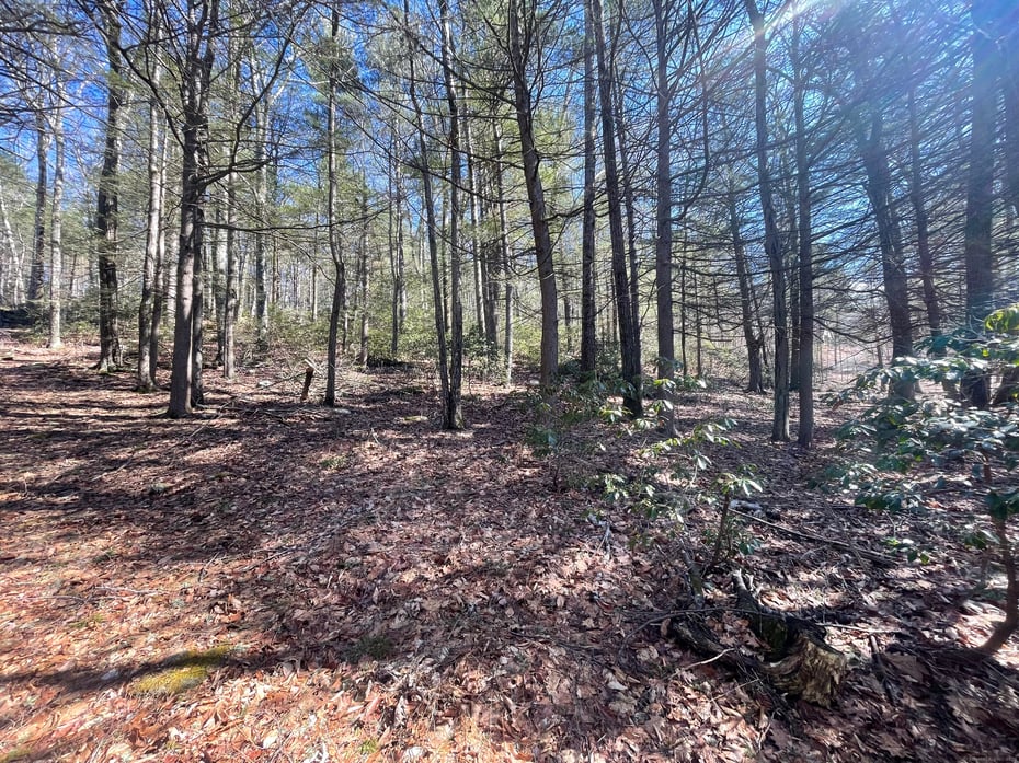 50 Pine Road Photo 3