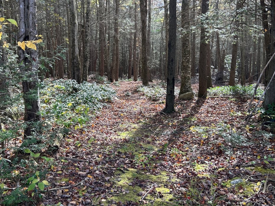 106a Pinney Street Photo 34