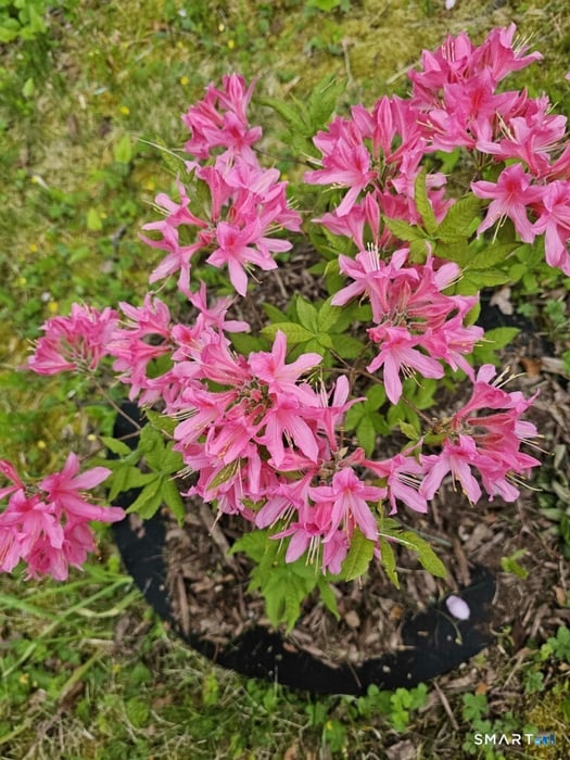 455 Chesterfield Road Photo 24