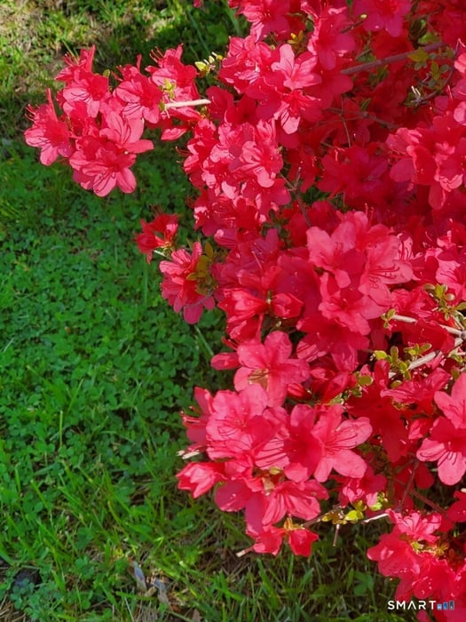 455 Chesterfield Road Photo 35