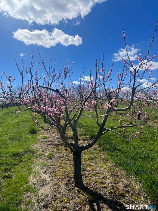 280-300 Matson Hill Road Photo 16