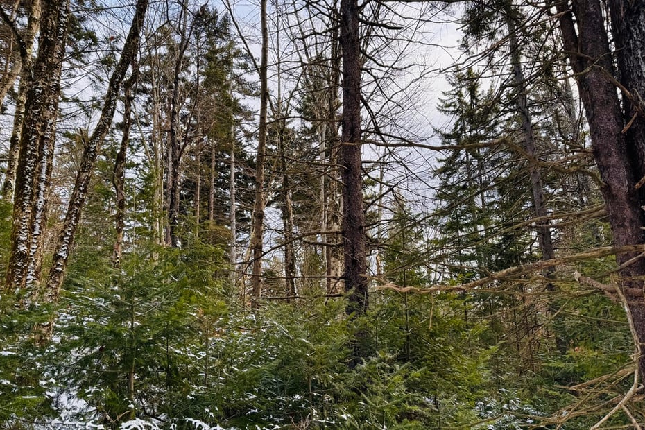 0 Spruce Dr Photo 1