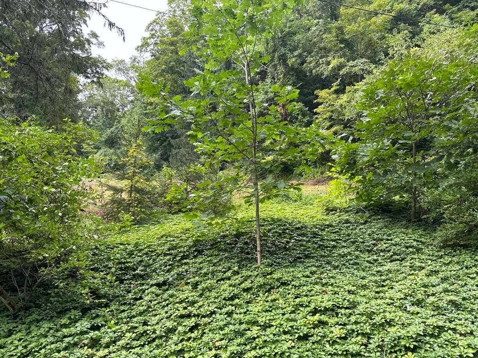 410 Nettleton Hollow Road Photo 6