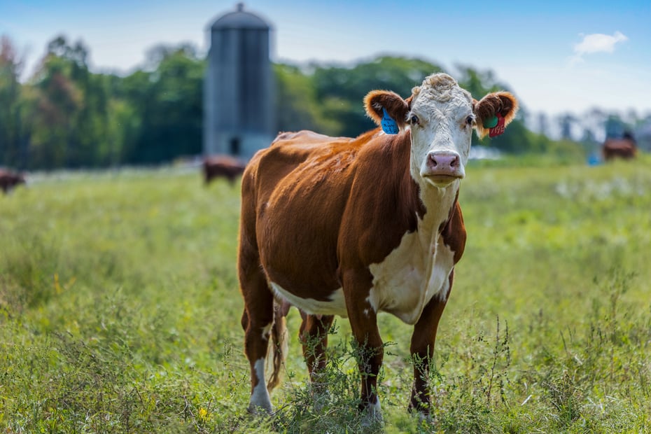 14 Meadowcrest Drive North Photo 24