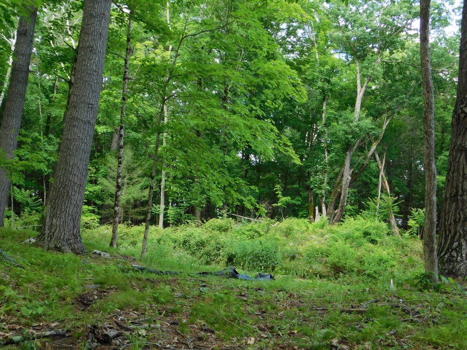 215 Taconic Road Photo 6