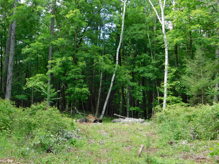215 Taconic Road Photo 7