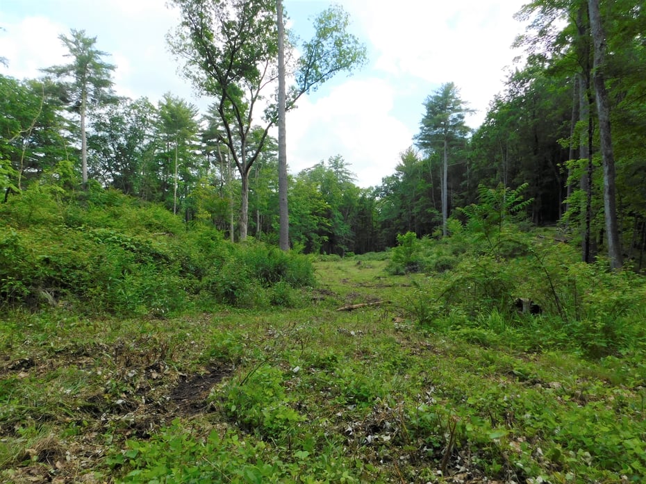 215 Taconic Road Photo 8