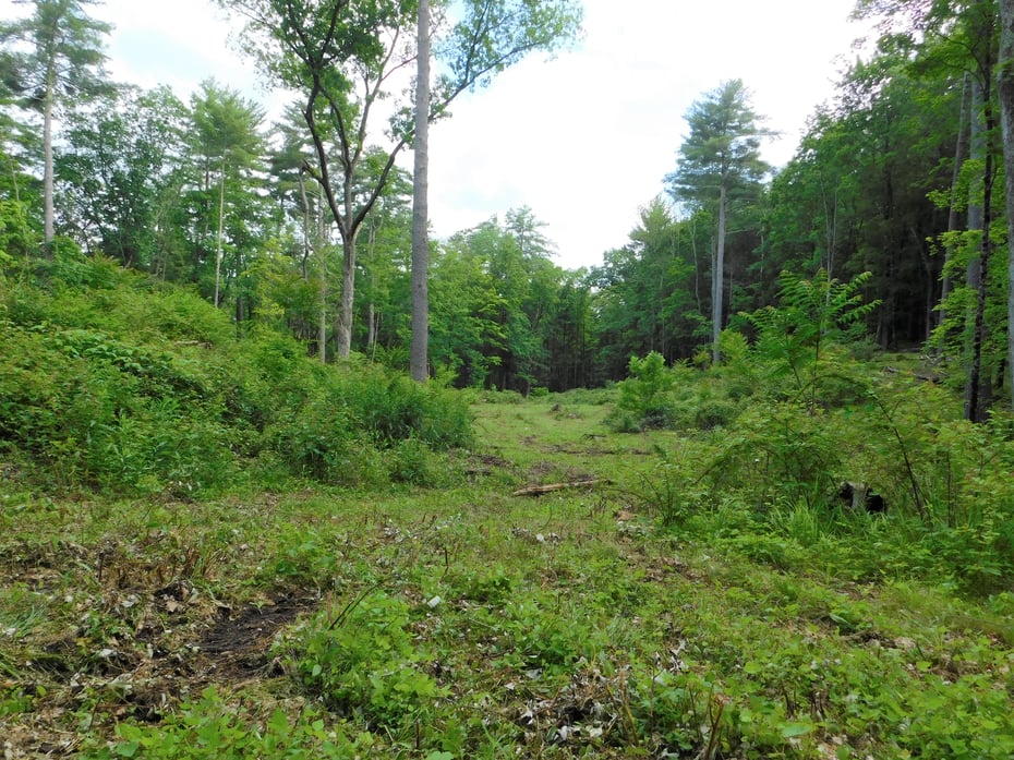 215 Taconic Road Photo 9