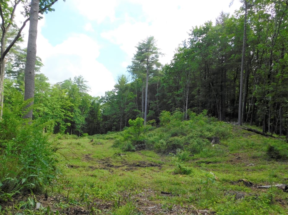 215 Taconic Road Photo 11