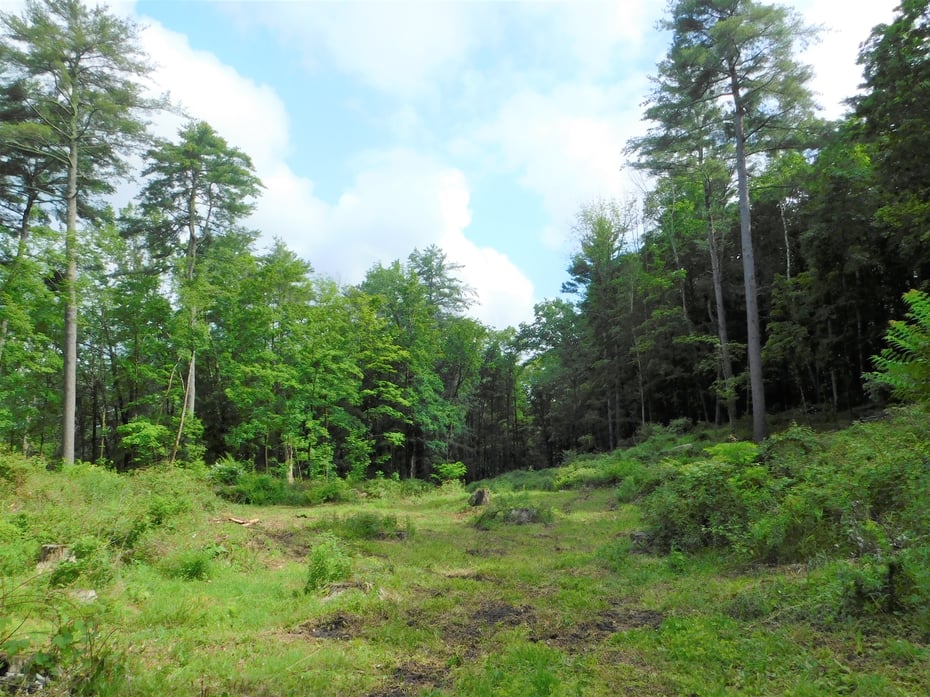 215 Taconic Road Photo 12