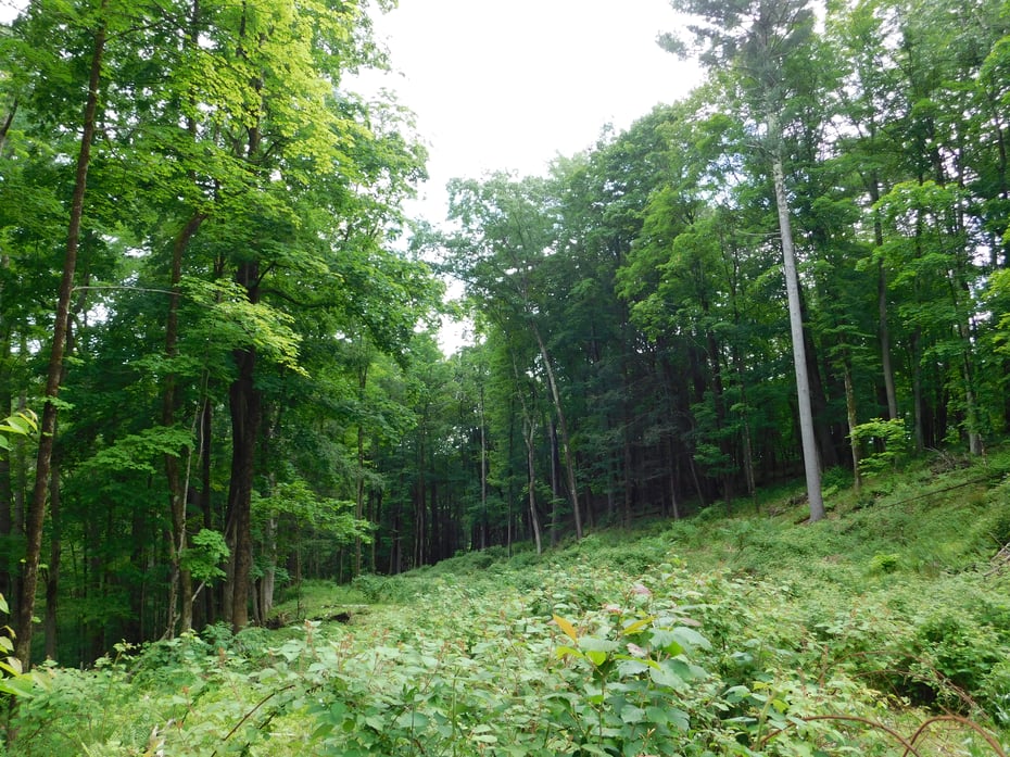 215 Taconic Road Photo 19