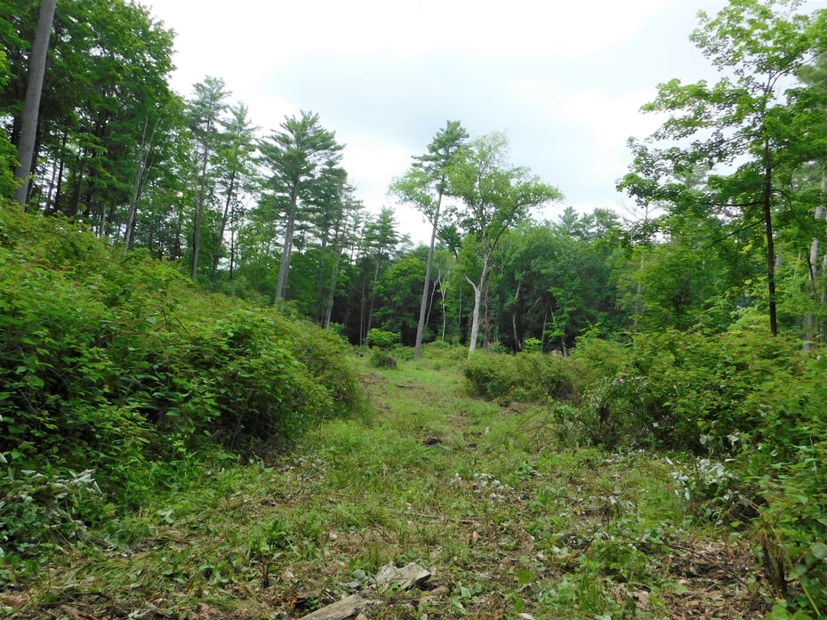 215 Taconic Road Photo 20