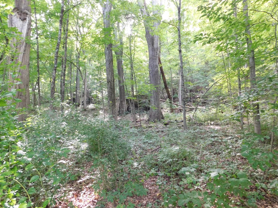 153 White Hollow Road Photo 4