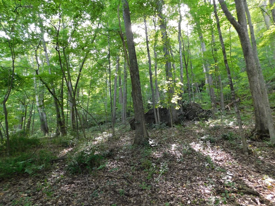 153 White Hollow Road Photo 5