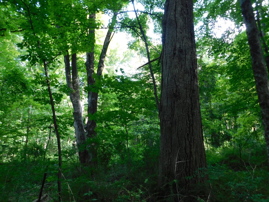 153 White Hollow Road Photo 6